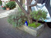 Lavender and Rosemary.jpg
