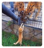 cats.jpg