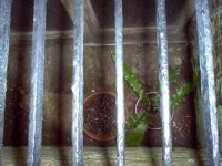 Ferns in basement.jpg