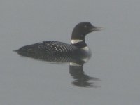 IMG_7176.jpg