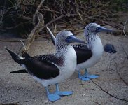 blue footed boobies.jpg