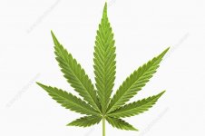 C0195312-Cannabis_sativa_leaf.jpg
