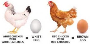 Egg Colour.jpg