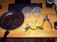 Orchids Disassembled.JPG