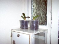 Orchids in Place.JPG