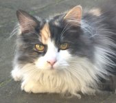 cat2s.jpg