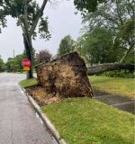 Lytle Tree.jpg