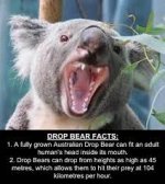 DropBear-----42.jpg