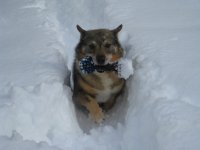 crash_snow01.jpg