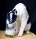 Do Cats Like Milk.jpeg