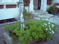 The Effect of Gamma Rays on Scented Geraniums.jpg