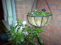 Winter Hanging Baskets.jpg