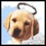 doggy heaven.jpg