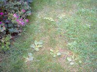 Plantains on the Back Lawn.jpg