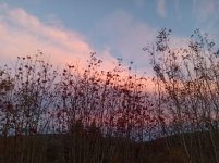 IMG_20211022_175444_548.jpg
