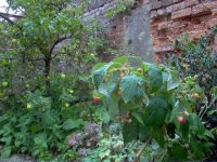 Fruit Orchard 2021.jpg