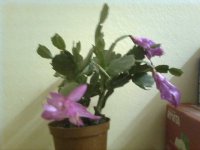 Christmas Cactus Jan 2011.jpg