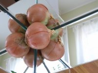 8onions.jpg