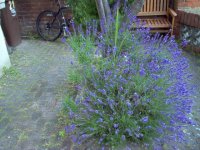 Lavender Bees.jpg