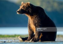 bear1.jpg