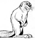 beaver.jpg