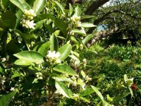 lemon-tree-flowers1.jpg