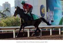 Pyledriver on Monday 6th having a gallop..jpg