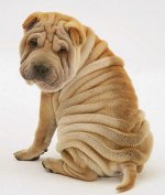 Wrinkles.jpg