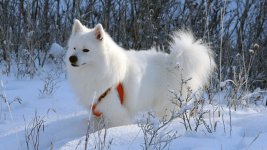 Osito snow.jpg