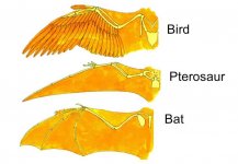 Bird_Pterosaur_Bat_Wings.jpg