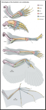 Homologies_of_Six_Vertebrate_Forelimbs.png