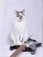 Cat_on_Guitar_001.jpg