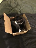 Hammie.jpg