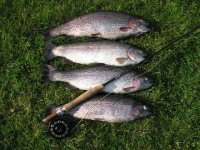 rainbowtrout.jpg