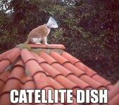 Catellite Dish.jpg