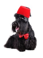 Scottish Terrier.jpg
