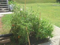 tomatoes.jpg
