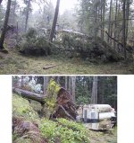 tree-fall-2006.jpg