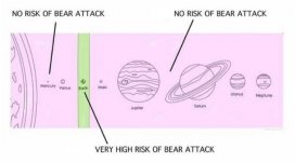 bear.jpeg