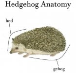 hedgehog-hedgehog-anatomy-hed-gehog.jpeg