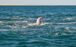 blue whale penis.jpg