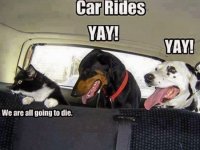 DOGS.CAT.jpg