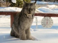 CAT.jpg