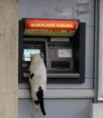 cat-are.jpeg