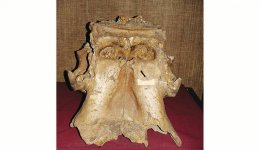 Dwarf Elephant Skull Yields DNA.jpg