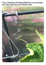 chances-being-killed-by-cucumber-are-very-slim-but-are-never-zero.jpeg