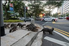 otters.jpg