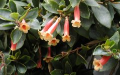 'Barsoom' Flowers.jpg
