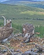osprey chick no1.jpg osprey chick no1.jpg