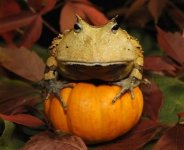yahoopumpkin.jpg